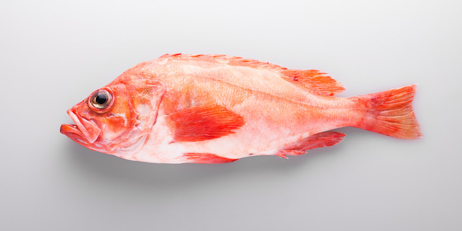 Redfish/ Sebastus marinus
